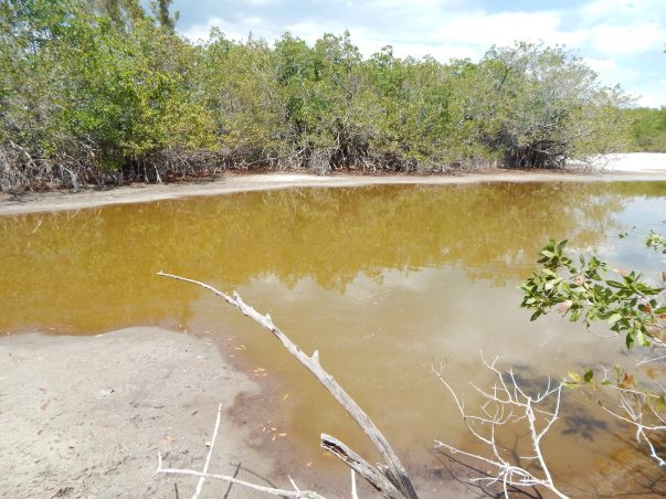 Gulfside City Park: Mangrove Pond