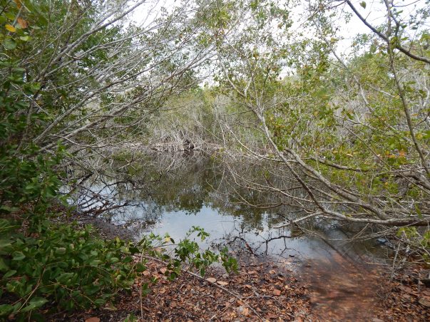 Sanibel Bayous: Wild Lime Drive