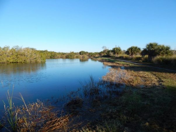 Bailey Tract: Ani Pond