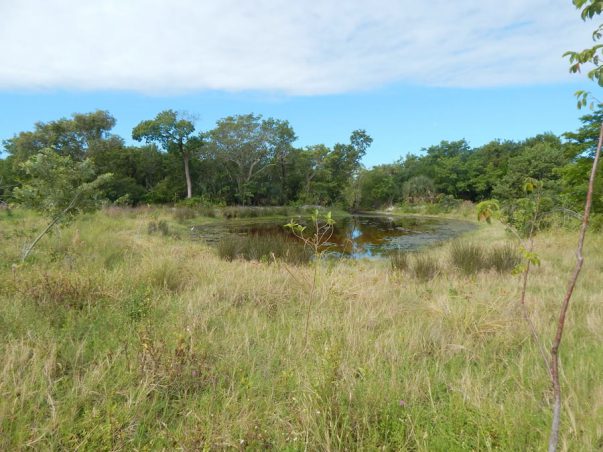 Sanibel Bayous Restoration Lake West