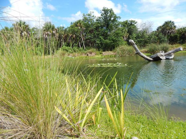 SCCF Devitt Pond