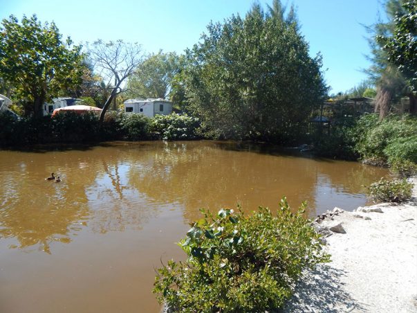 Periwinkle Park: Duck Pond