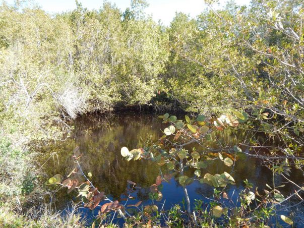 Gulfside City Park: Bike Path