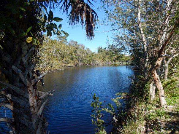 Gumbo Limbo: East Lake