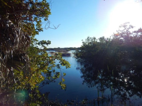 Bailey Tract: Mangrove Pond