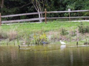 Wildilife / Pond Image