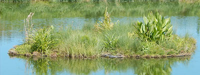 Floating Treatment Wetlands